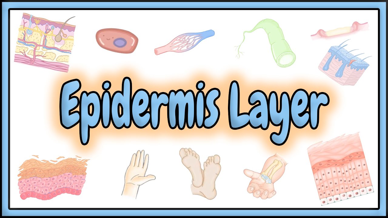 41. Epidermis Layer Anatomy