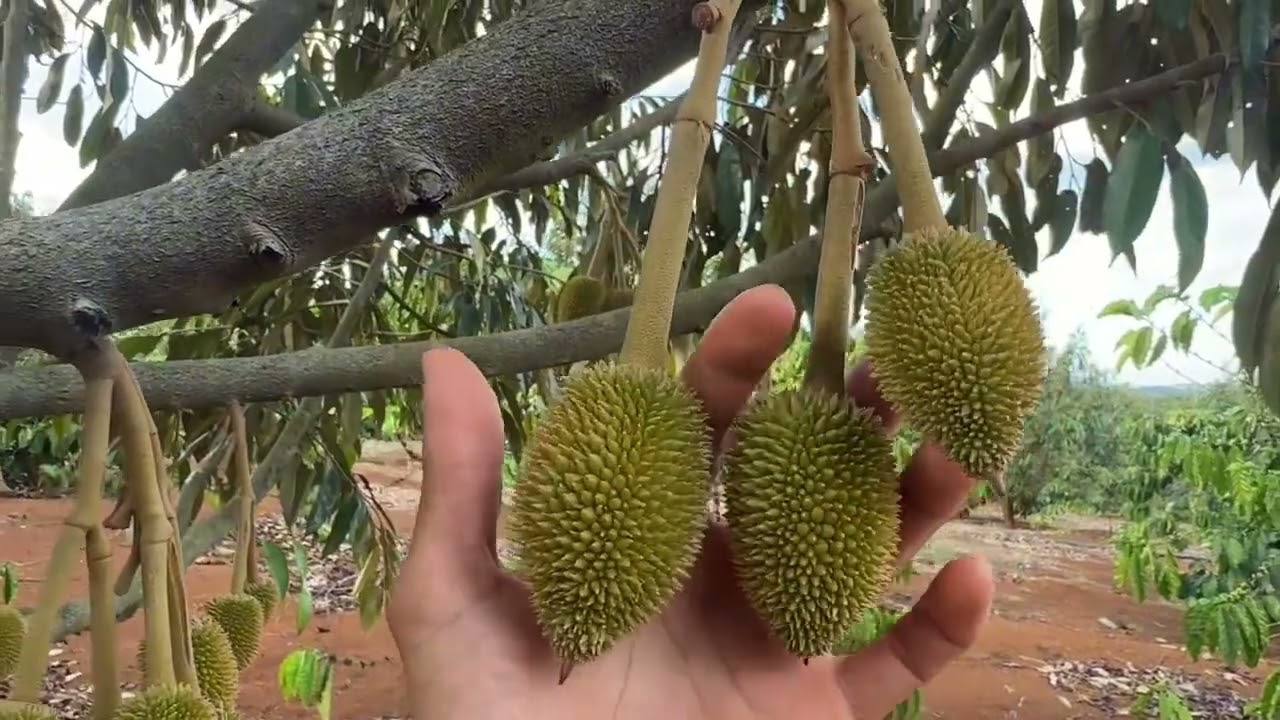 12/02/2026 - XỬ LÝ TRƯỚC XỔ NHUỴ QUẢN TÍN
