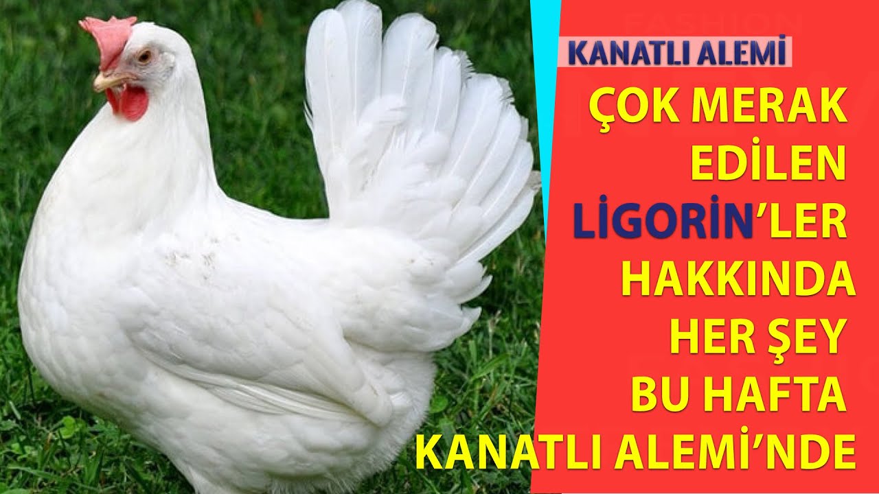 Çok Merak Edilen 