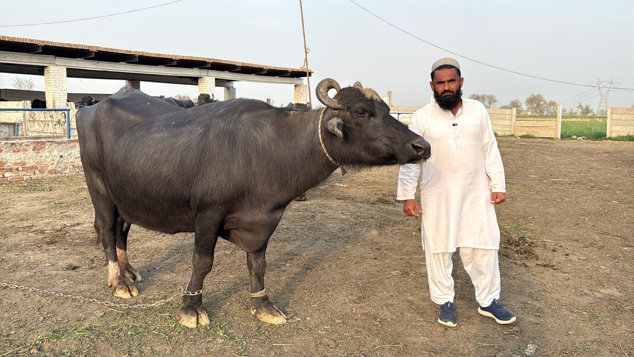 Beautiful High Milking Buffaloes || Ali Imran Khan Baloch || Buffalo Farming In Pakistan 