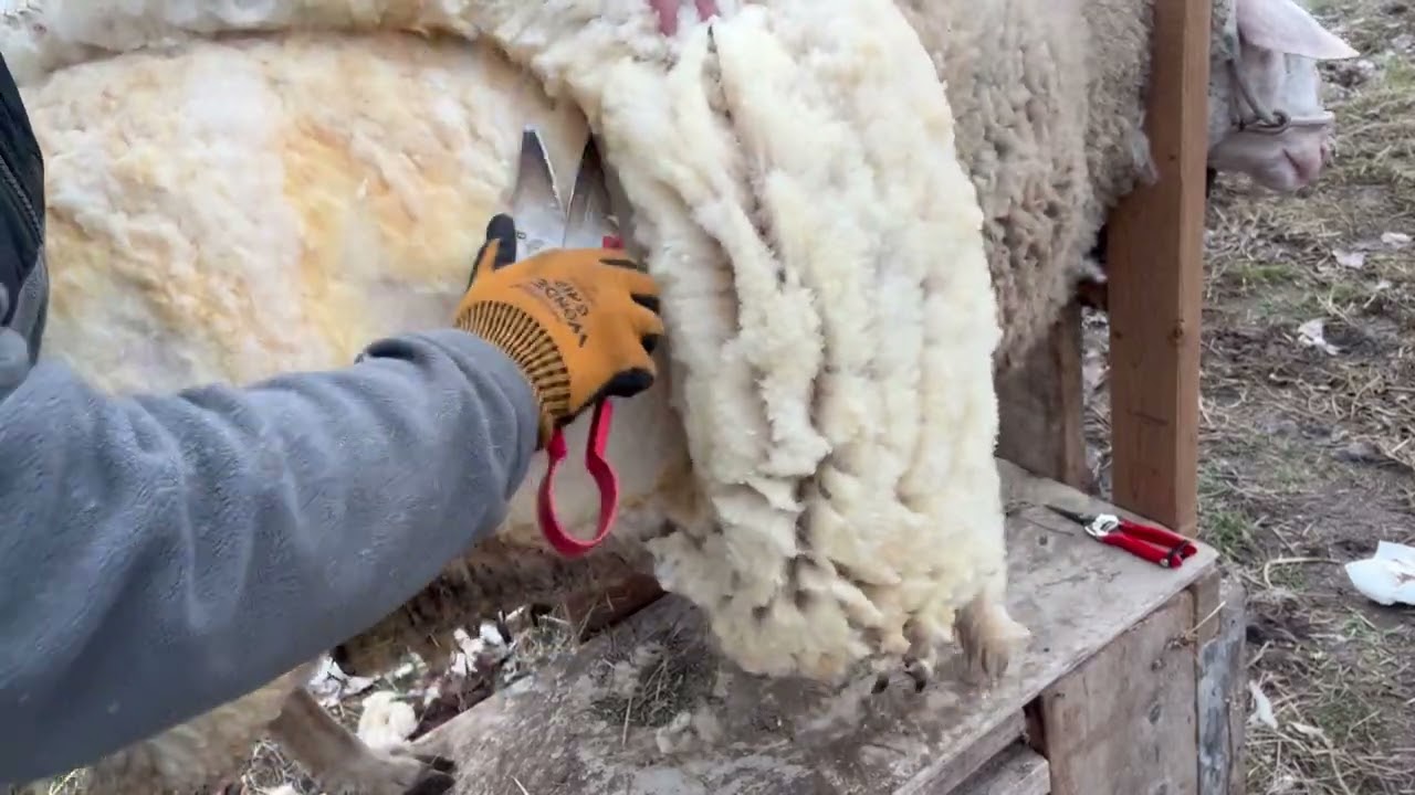 Shearing Dingo 2024 (with commentary)