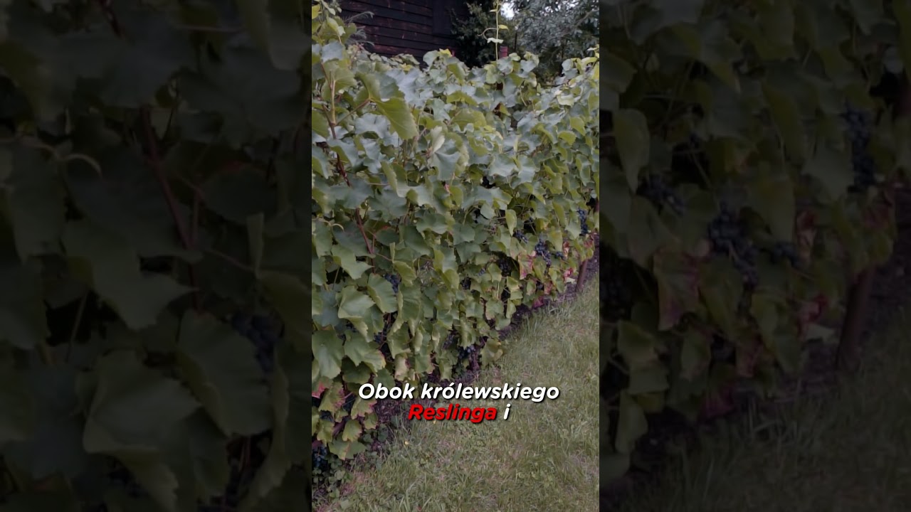 Reaktywacja lubuskiego winiarstwa