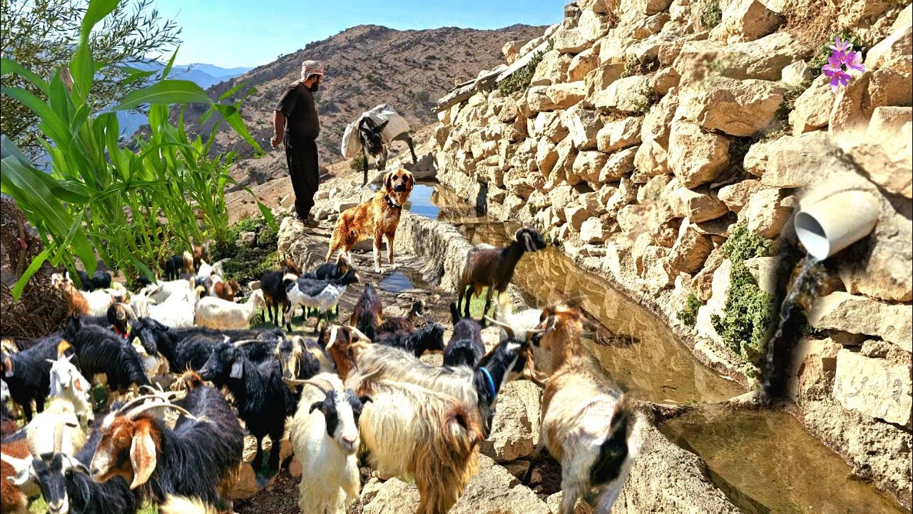 Nomadic life in Iran, watering goats in the highlands, patrolling and herding sheep in the mountains
