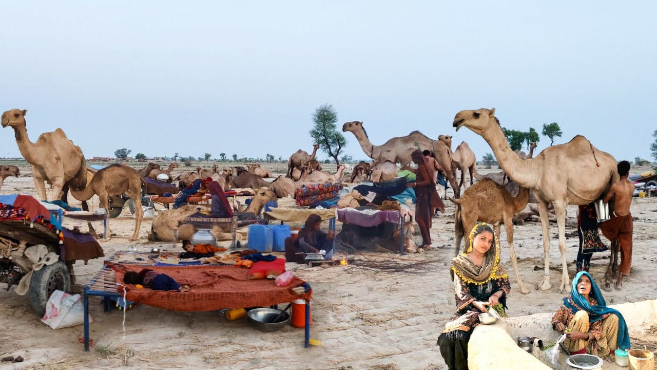 People living in the desert and their morning routine |Camel herders desert life style #villagelife