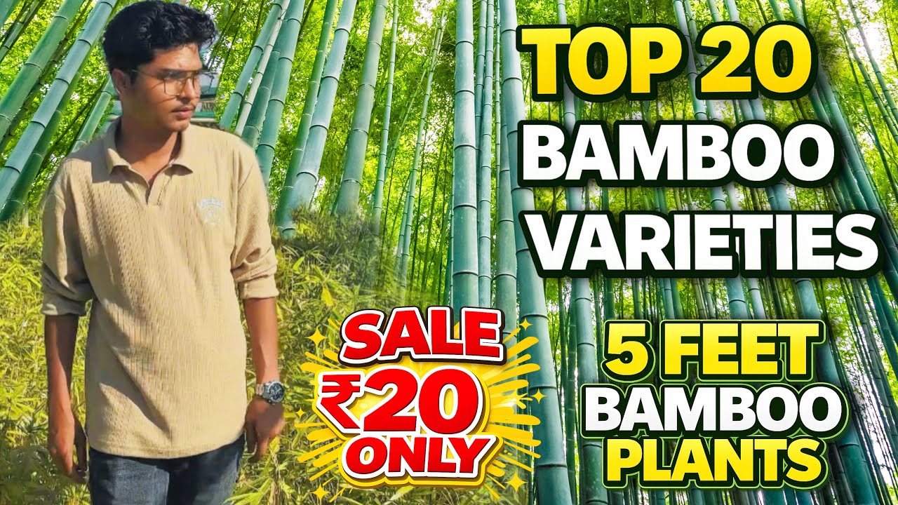 Bamboo Farming in India | Top Quality Bamboo Plants | 20+ Varieties | All Over India Delivery