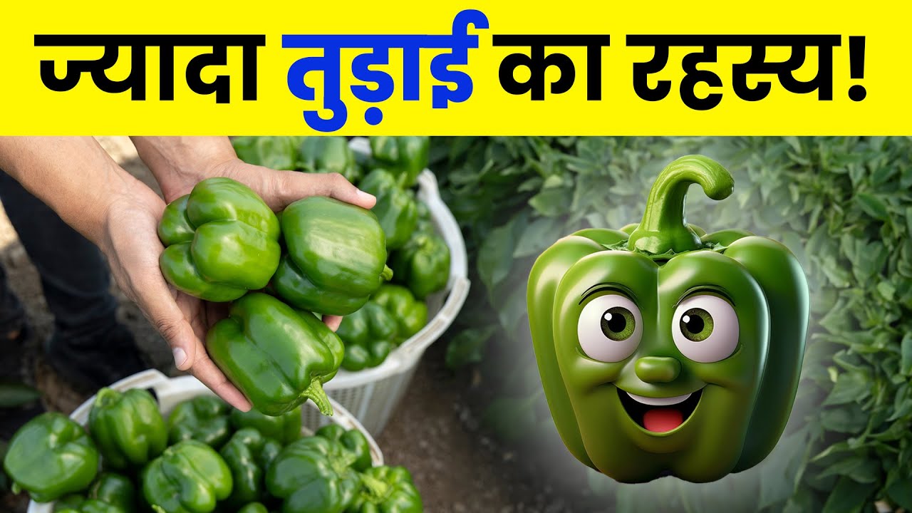 शिमला मिर्च की खेती 7 महीने तुड़ाई का रहस्य! 🌶️ | Shimla Mirch ki kheti | AgroStar
