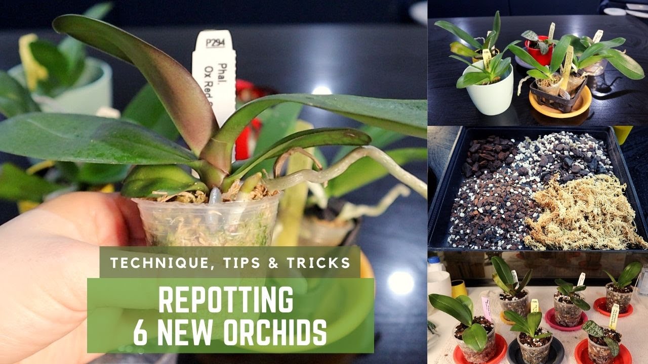 How to Repot Orchids : Phalaenopsis Care // Removing Old Sphagnum Moss // My Technique & Tips