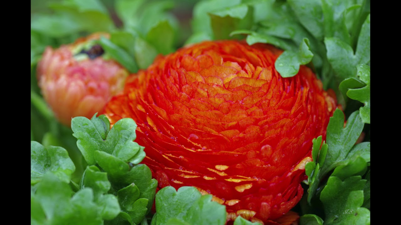 Erste Bl&uuml;ten
