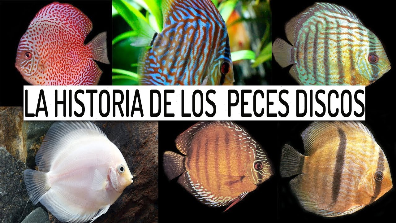 Peces disco su historia / Especies o colores ?