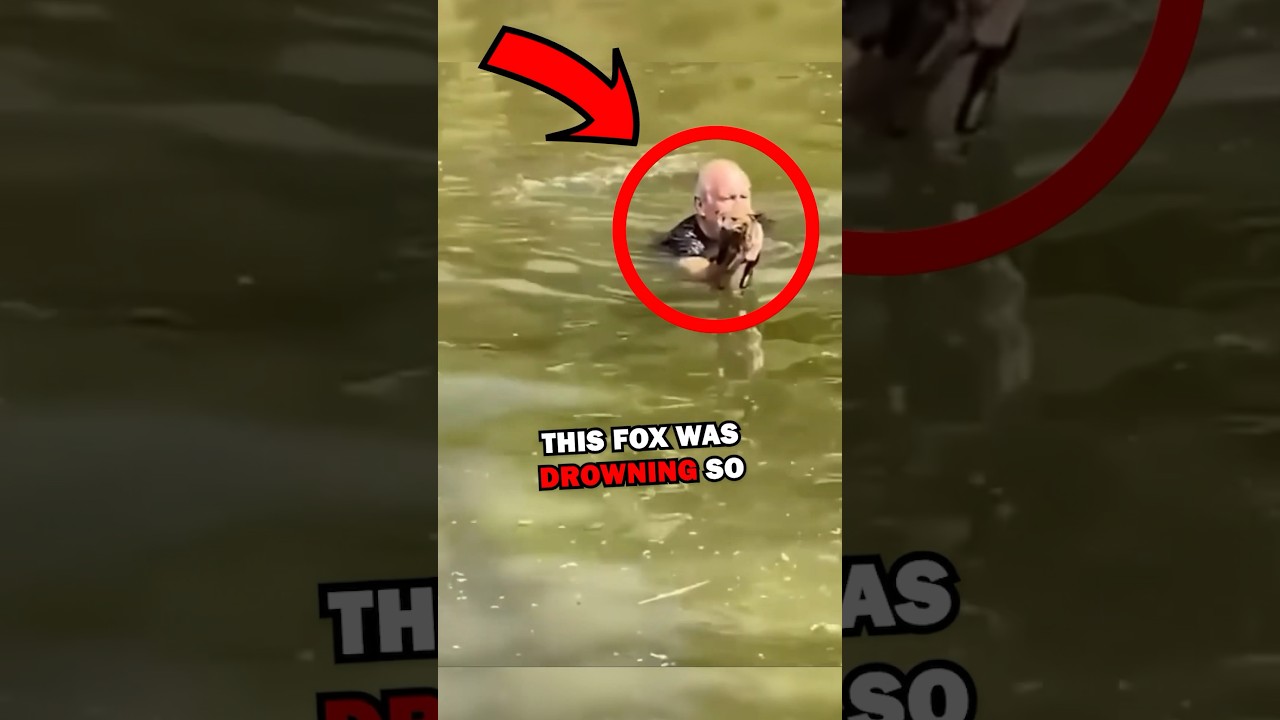 SAVING FOX! #pets #animalrescue #cuteanimals #animals #cute #animalstories #natureglobal