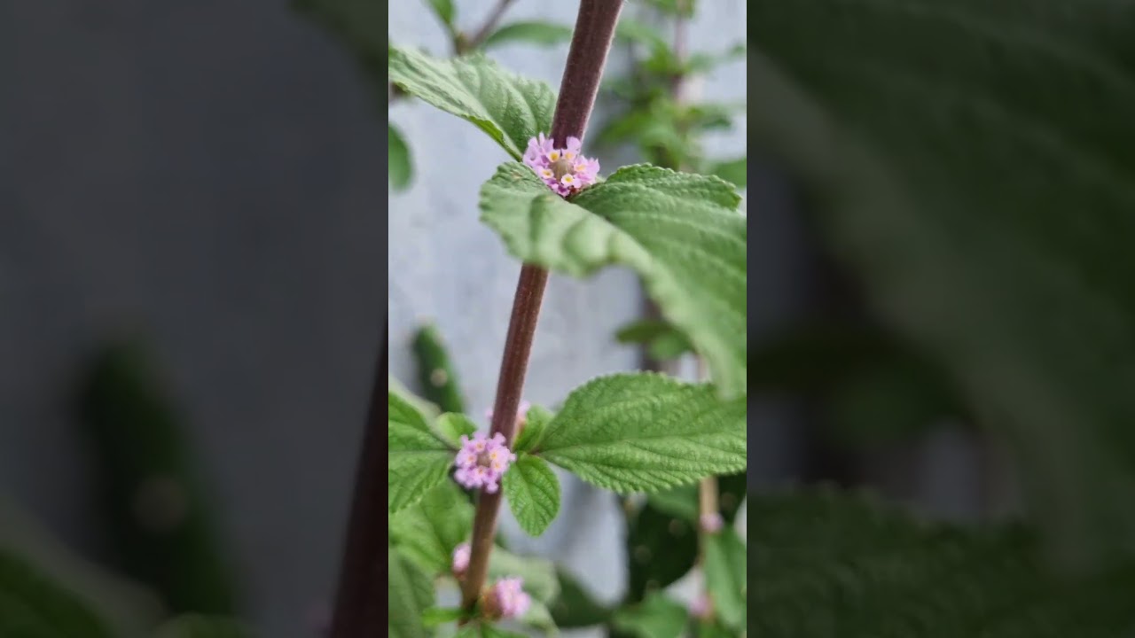 Melissa: planta medicinal | Melissa: medicinal plant