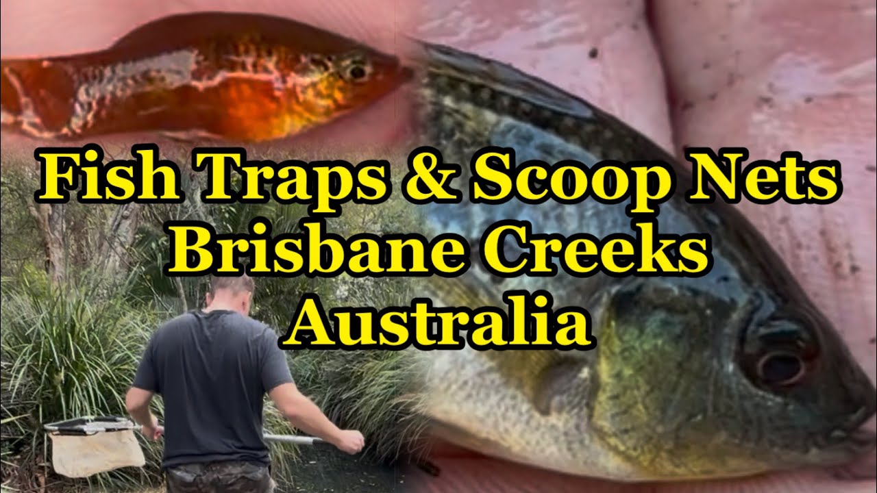 Spectacular Orange Platy Tilapia & EELS Fish Trapping & Scope Net Fishing Australian Creek Brisbane 