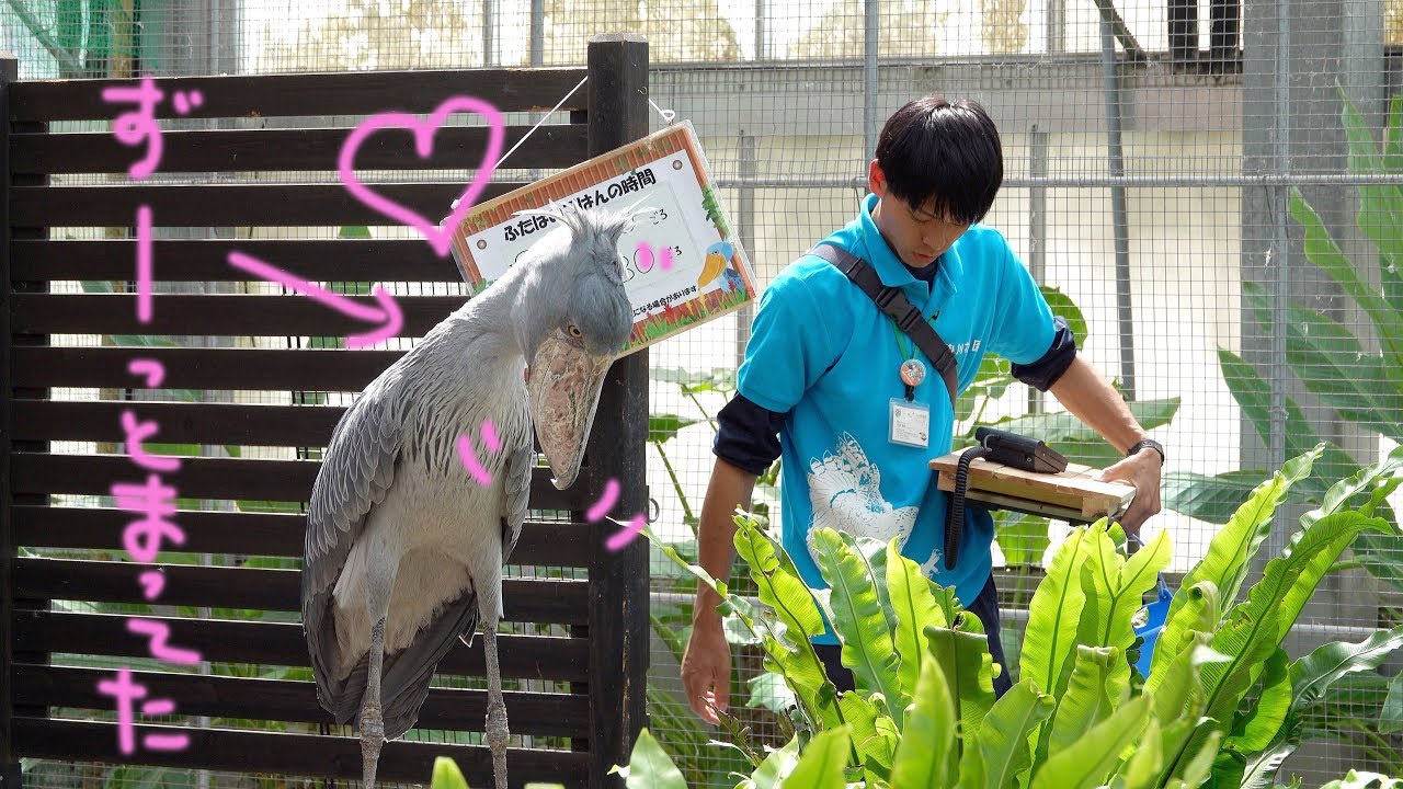 お兄さんやっと来た(泣)💕 by ハシビロコウのふたば!!【6月のふたば24】 Shoebill FUTABA in June 2019