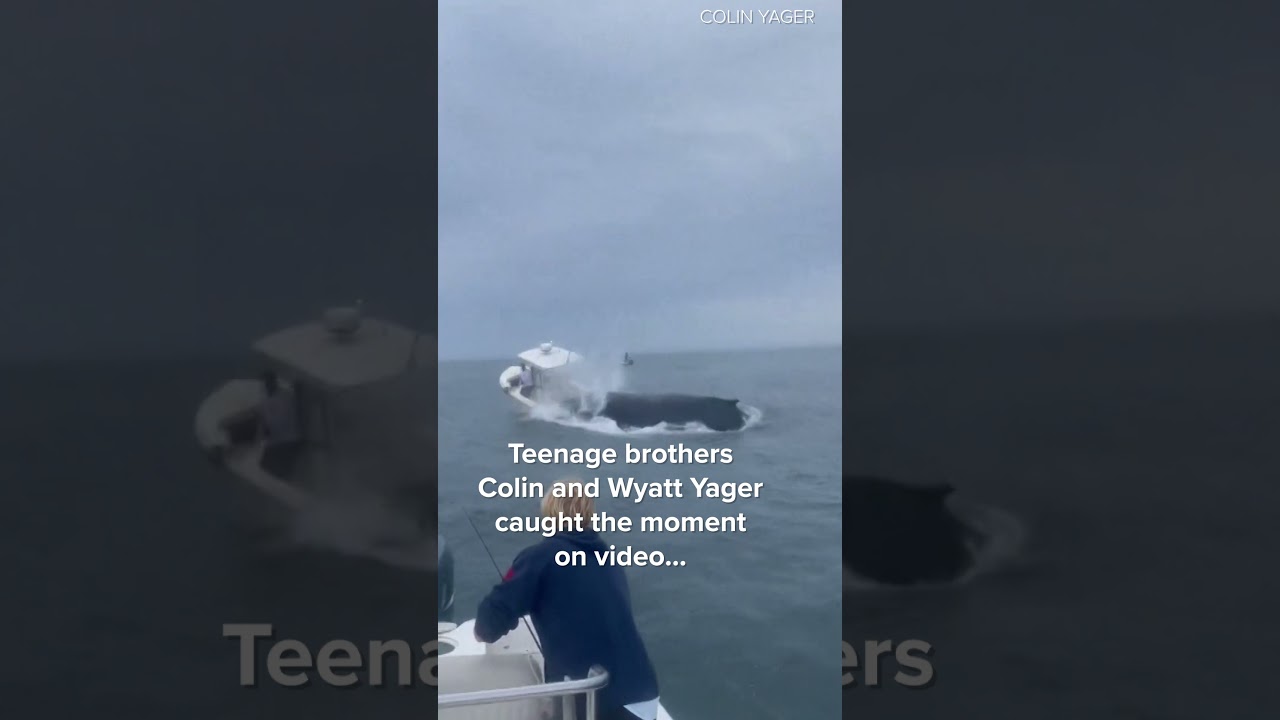 Whale hits boat