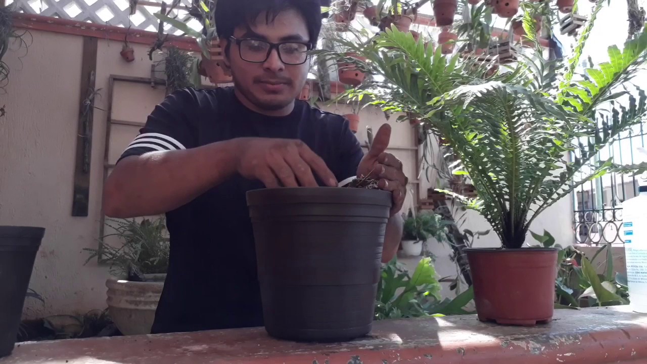 Transplante de helecho terrestre #5