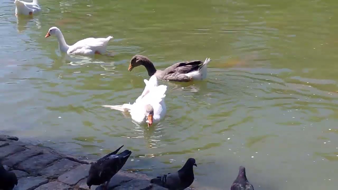 4.1.2026 Parque Centenario Laguna de los Patos primer Domingo del Año a la tarde