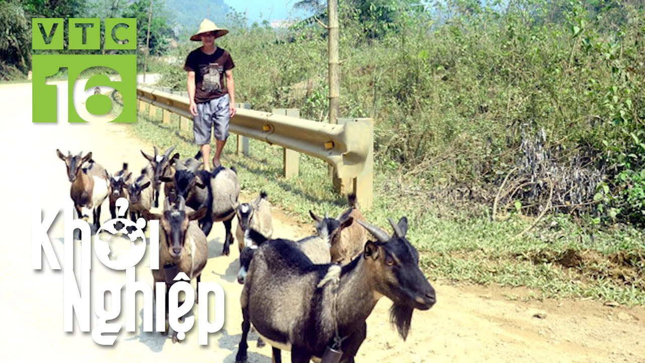 Nếm trái đắng ngay lần đầu nuôi dê, làm lại cuộc đời với con dê | Khởi nghiệp 672 | VTC16