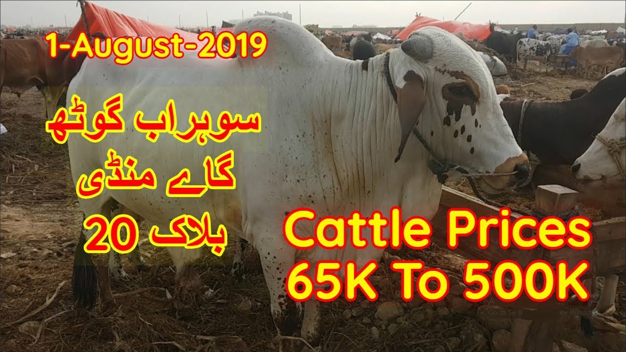 Cattle Prices - Sohrab Goth Cow Mandi Block 20 Update 1 August 2019