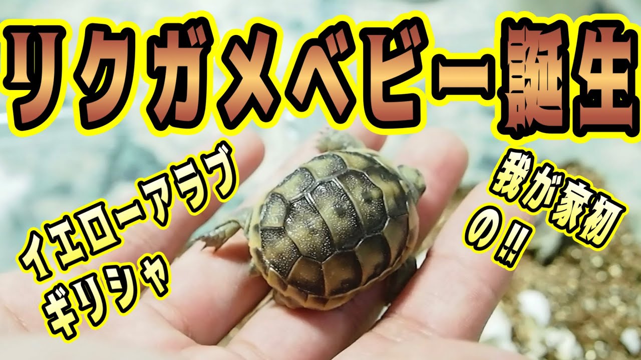 イエローアラブギリシャリクガメのベビーが誕生しました！！
