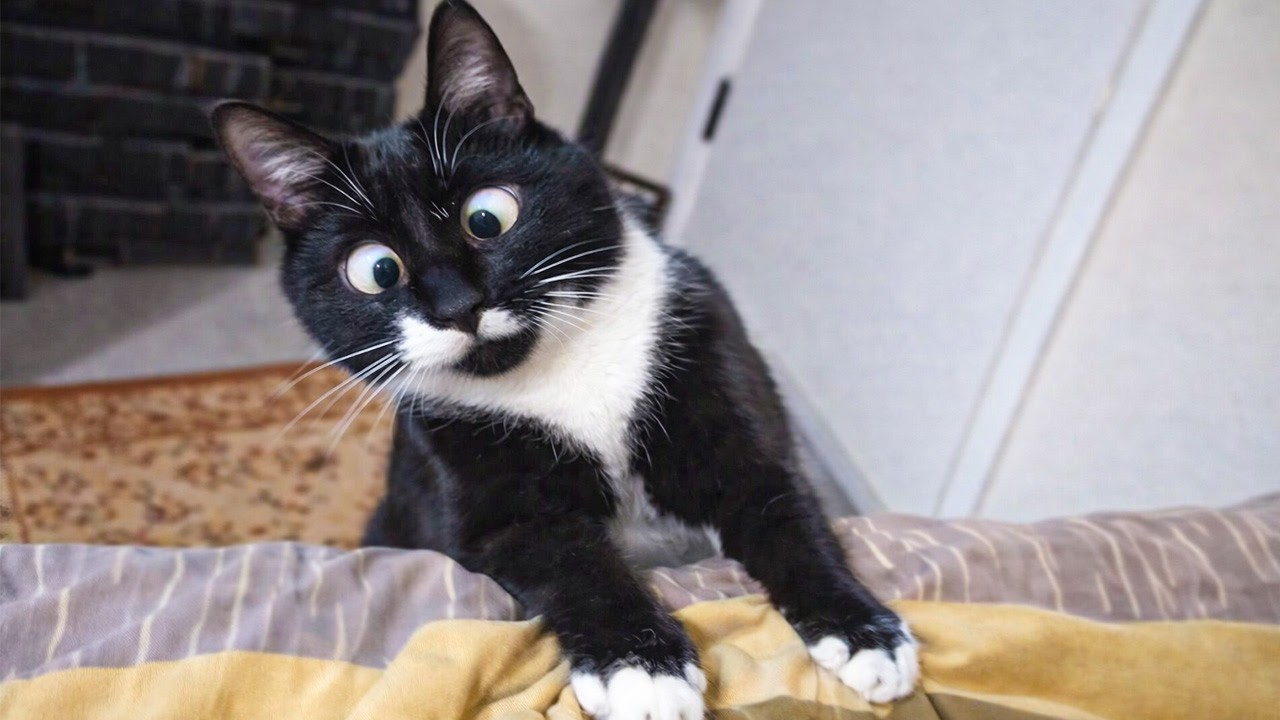 Hilarious Cat Fail Moments You Can’t Stop Laughing At - Funny Animal Moments