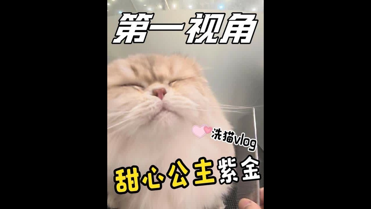 沉浸体验月负8万男大的洗猫VLOG #喵惊喜#万物可爱计划 #猫咪洗护 #撸猫第一视角