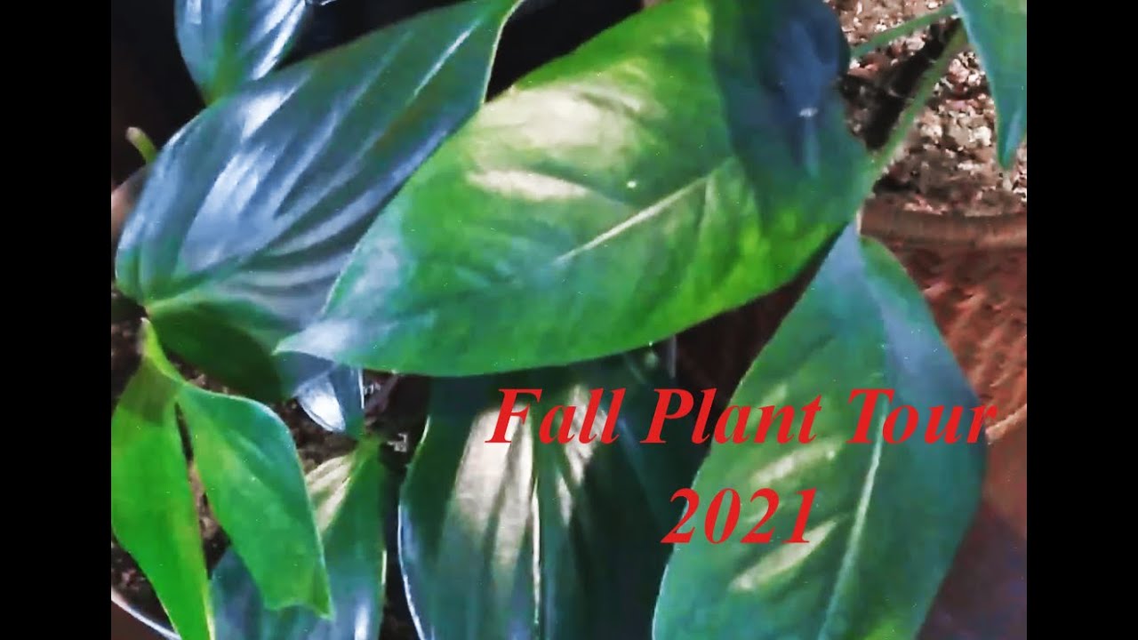 Fall Plant Tour 2021