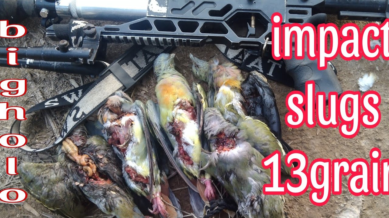 GILA‼️IMPACT SLUG 13grain big holo ,USUS SAMPAI KELUAR//hunting punai menggunakan slug❗