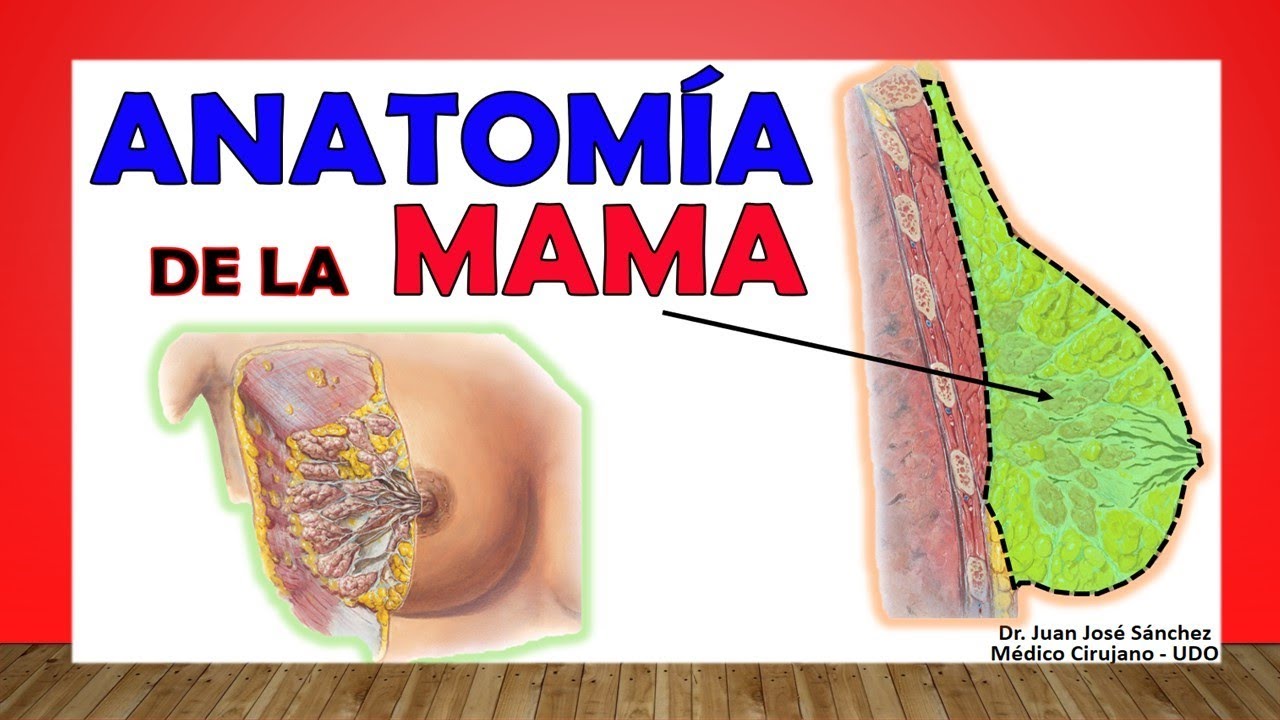🥇 Anatomía de la MAMA. GLÁNDULA MAMARIA. ¡Fácil Explicación!
