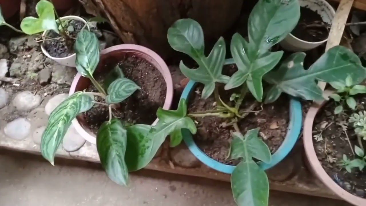 Ang mga Baby sa kabilang Nursery na napabayaan ni Mommy!!!