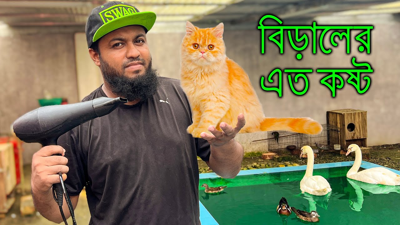 আজকে বিড়ালগুলোর কষ্টের দিন আহারে! ওরা এটা একদমই পছন্দ করেনা