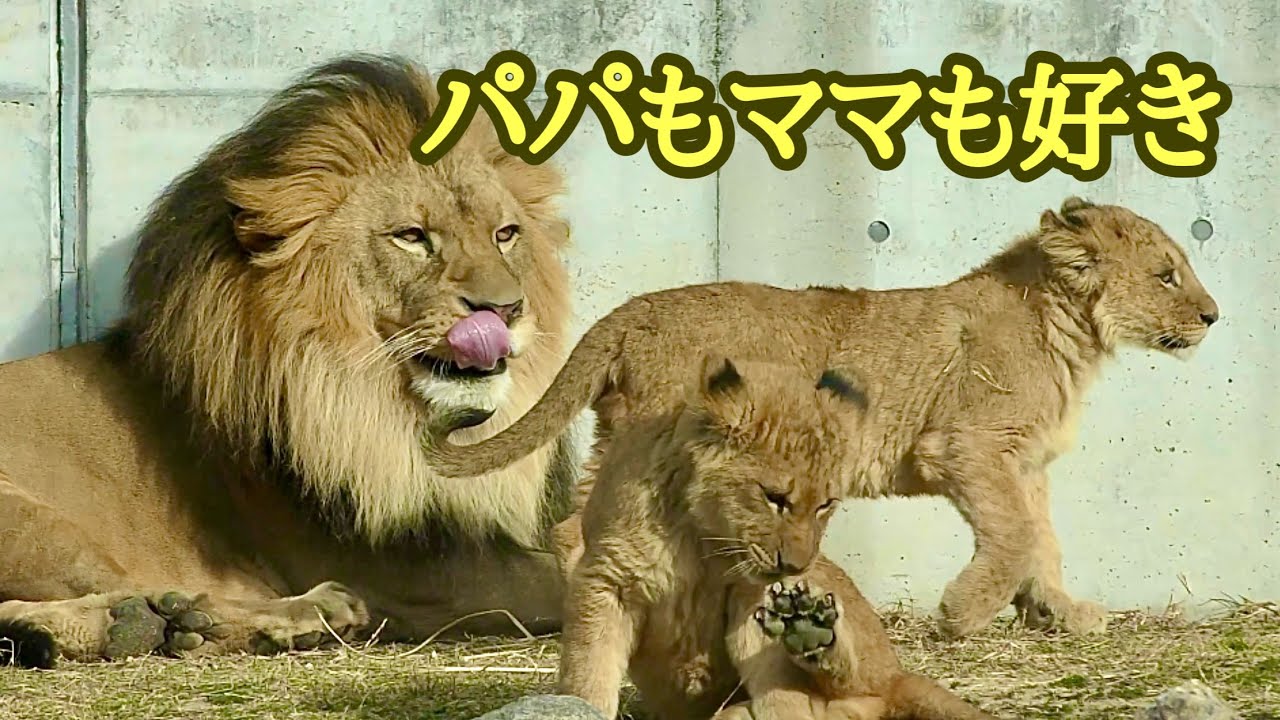 デンくんアルくん、パパに行ったりママに行ったり【のんほいパーク】Lion Den Al Earth Silk Toyohashi Zoo 