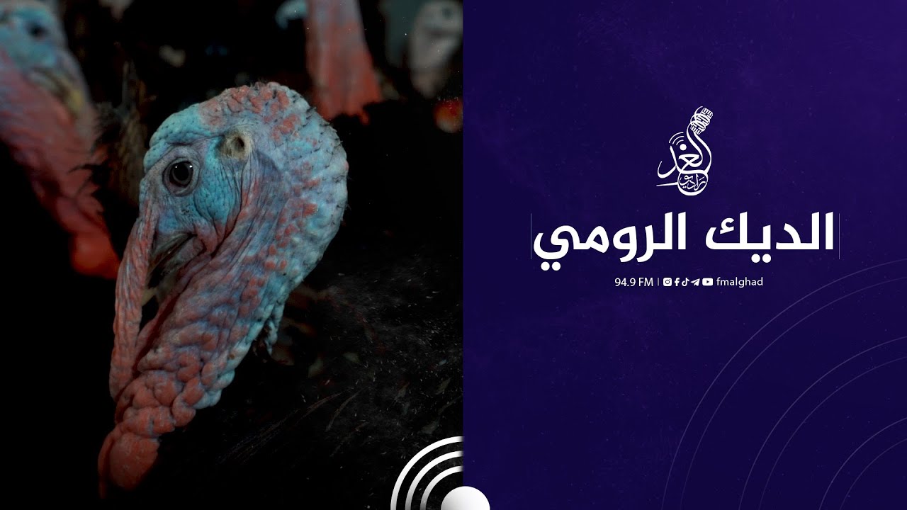 انتاج افراخ الديك الرومي 