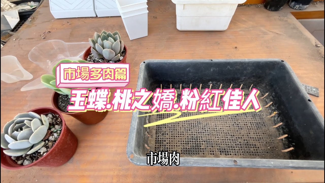 [市場多肉]玉蝶.桃之嬌.粉紅佳人夏日換盆 【 MC多肉園 】MC Succulent plant Vlog