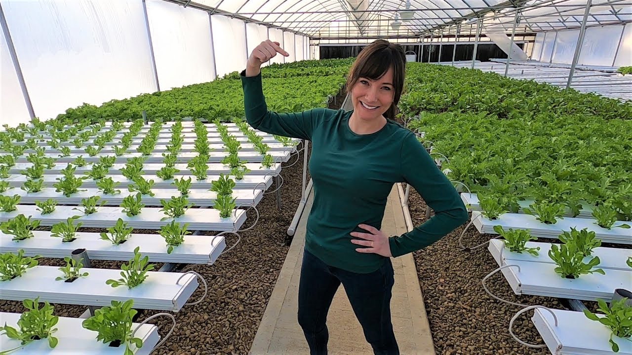 Who's in Charge of the Greenhouse? | String Training Tomatoes