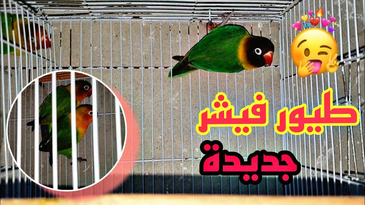 إشتريت كوبلة الفيشر جميلة و أنثى بيرسوناتا 🐦😍