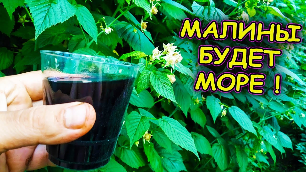 Вот почему у меня МАЛИНА всегда обливная. Уход за малиной после цветения. Три совета в июне #garden
