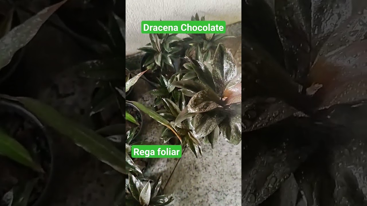 Dracena Chocolate. Rega Foliar.