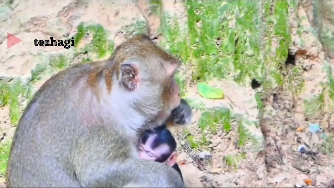 anak monyet masih lapar, tapi ini menolak memberikan susu