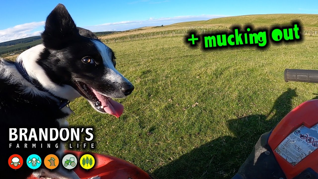 Sheep, fencing, mucking out