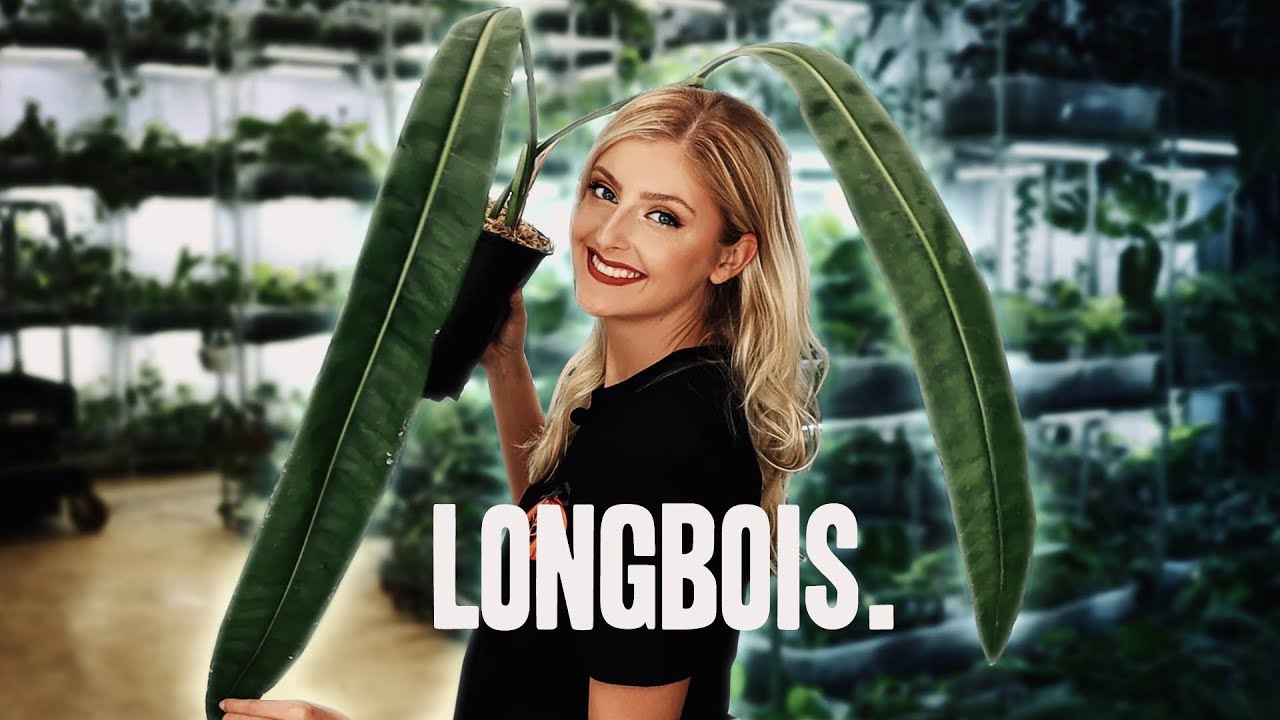 So I found some Longbois...