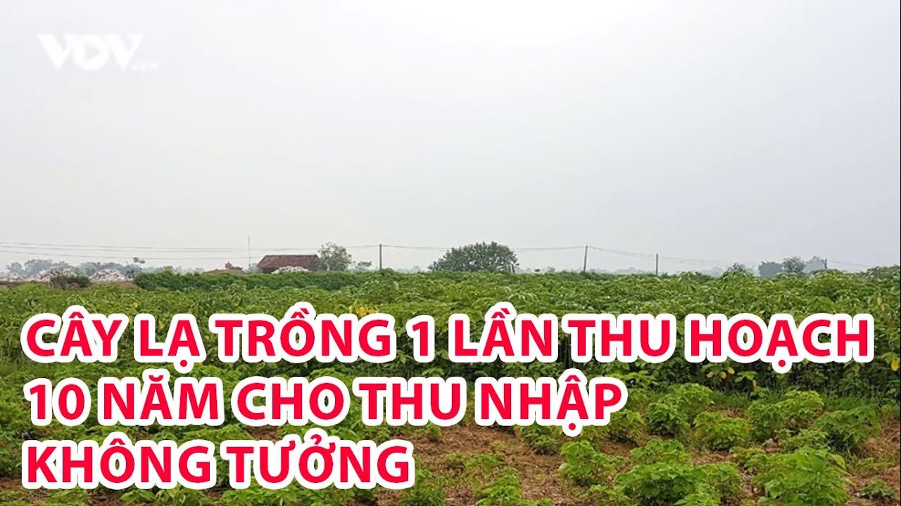 Cây lạ trồng 1 lần thu hoạch 10 năm cho thu nhập cao không tưởng