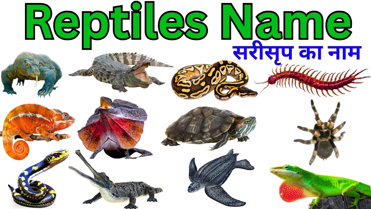 Reptiles Name in English | Learn Reptile Animals for Kids with Pictures Sounds | Animal Learning