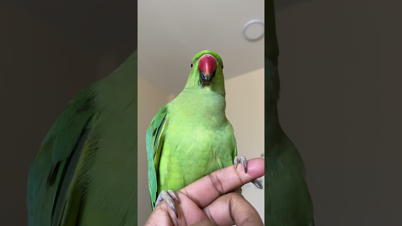 Kiwi Parrot Sound#shorts