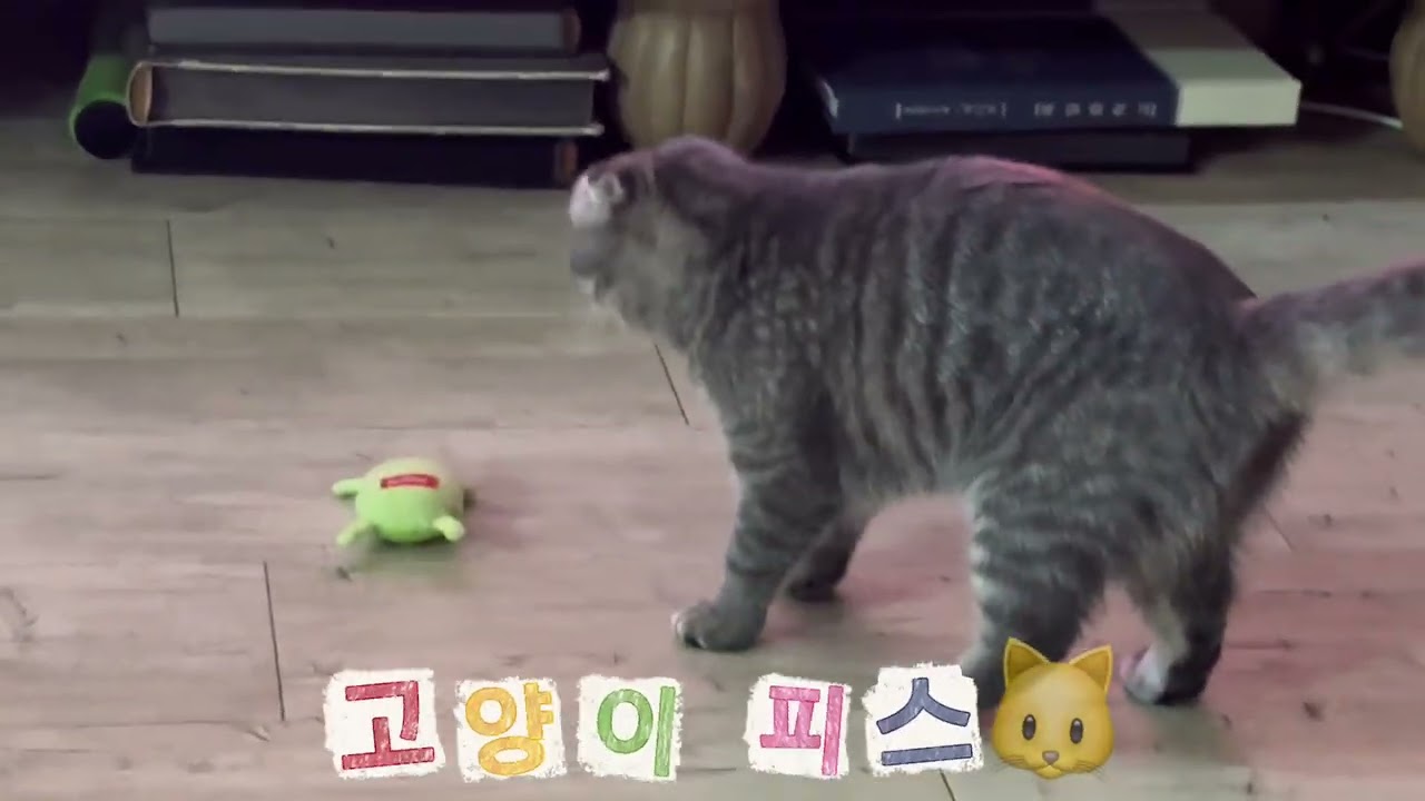 한밤중 피스 뭐하니?@고양이피스ScottishFold #스코티쉬폴드 #cute #cat 