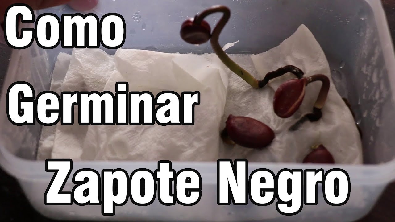 Como Germinar semillas de ZAPOTE NEGRO || México Verde