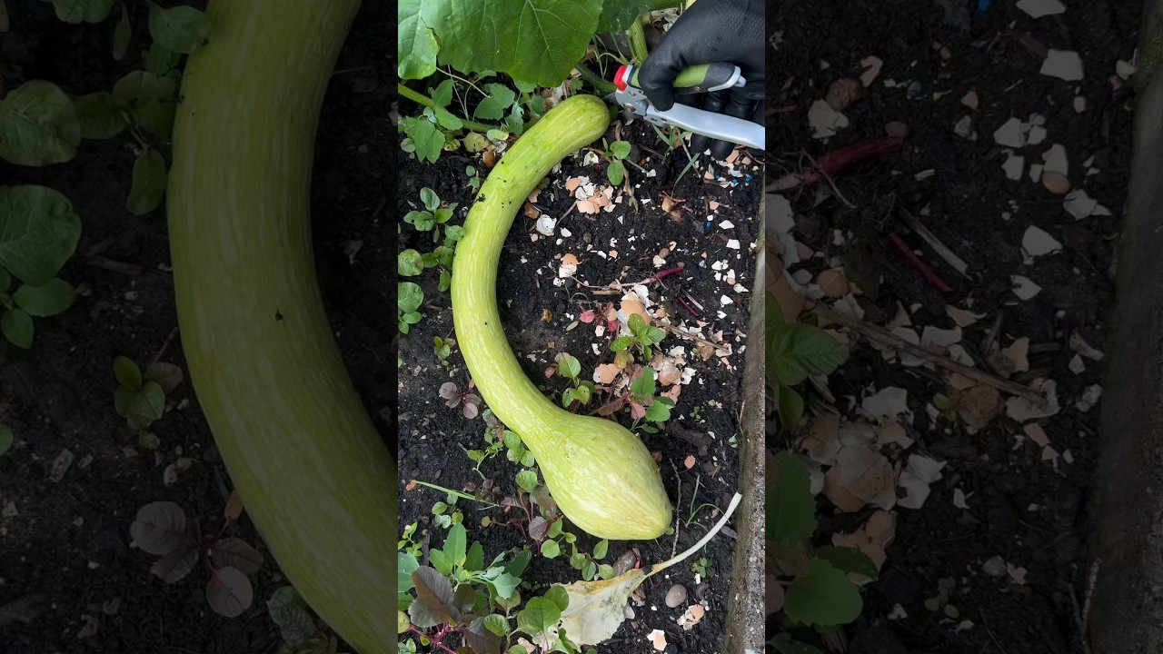 Harvest time #garden #harvest #backyardgardening #homegrown #homegardening #gardenharvest #asmr #fyp