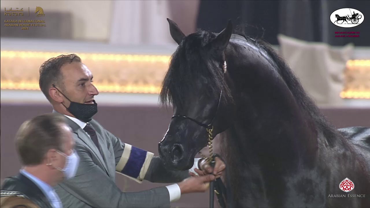 N 233 SARI ALO WANAH   Katara International Arabian Horse Festival   Stallions 7 10 Years Old Class