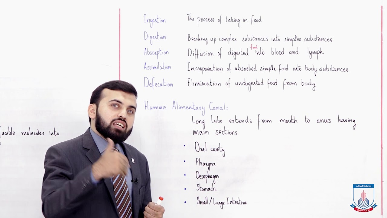 Class 9 - Biology - Chapter 8 - Lecture 13 Human Digestive System - Allied Schools