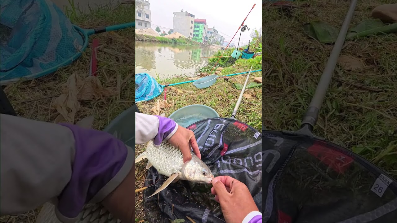 Tập 23 | Ký sự cần thủ Trọng Minh Fishing #cauca #fishing #trongminhfishing