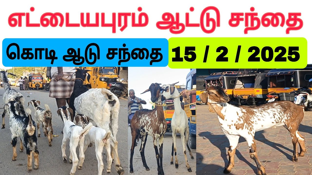 15 / 2 / 2025 / எட்டையாபுரம் ஆட்டு சந்தை #ஆடு #எட்டையாபுரம் #ஆட்டுசந்தை #goat #goatmarket #கொடிஆடு